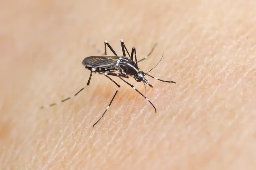 Close up of a mosquito on a person's skin
