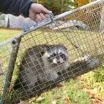 humane wildlife trapping service
