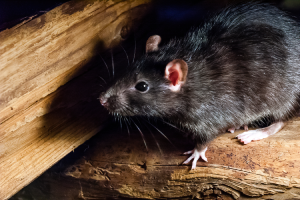 Roof rat