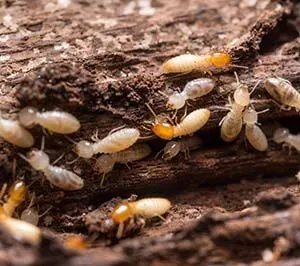 termite treatment and extermination service