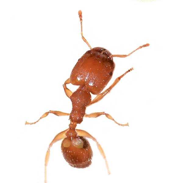 Big headed ant identification in ﻿Covington, LA - Ja-Roy Pest Control