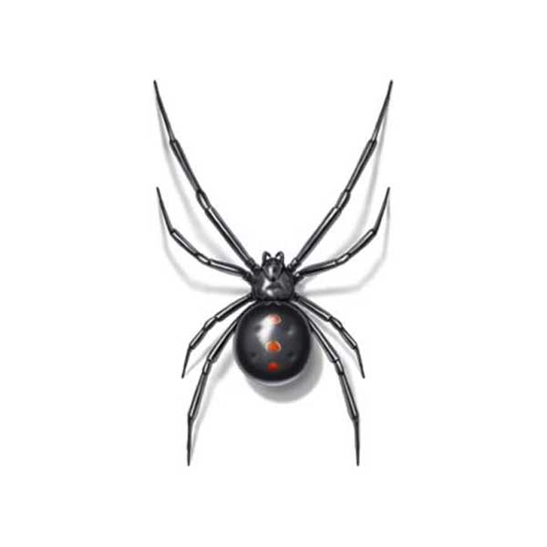 black widow spider identification in ﻿Covington, LA - Ja-Roy Pest Control