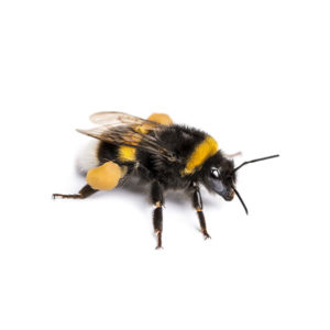 Bumblebee identification in ﻿Covington, LA - Ja-Roy Pest Control