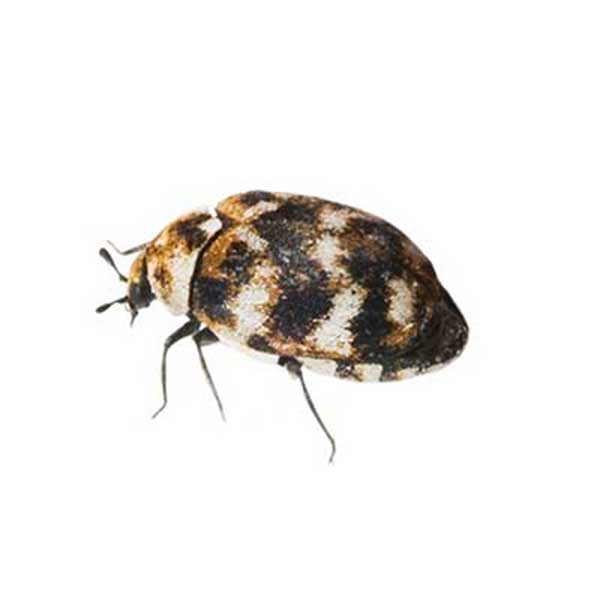 carpet beetles picture vs. bed bugs Miami Louisiana