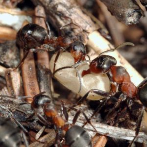 Termites in Louisiana | Ja-Roy