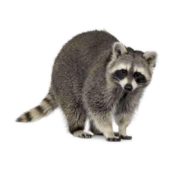 Raccoon identification in ﻿Covington, LA - Ja-Roy Pest Control