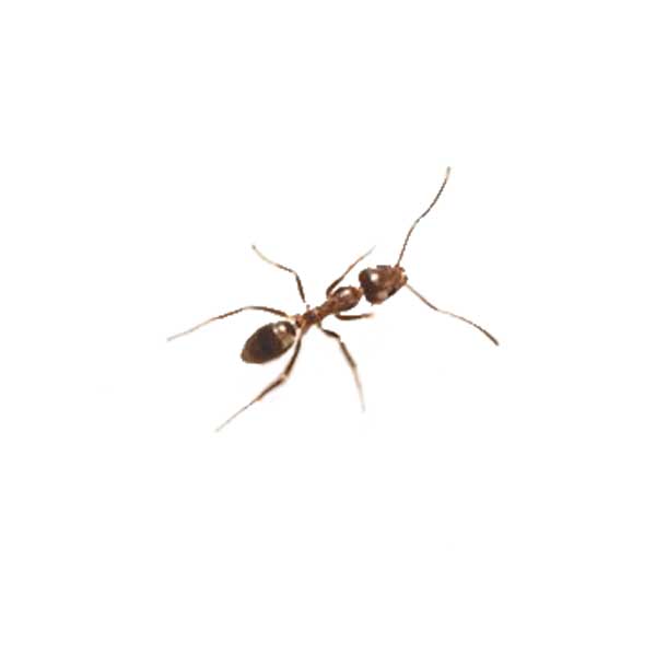 Argentine Ant identification in ﻿Covington, LA - Ja-Roy Pest Control