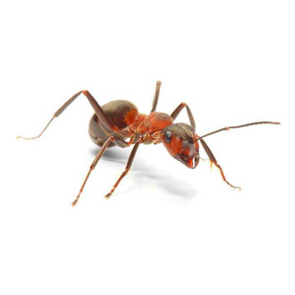 Field Ant identification in ﻿Covington, LA - Ja-Roy Pest Control