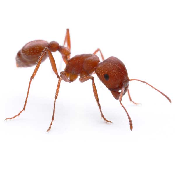 Harvester ant in Covington LA - Ja-Roy Pest Control