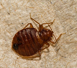 Bed Bug Identification by Ja-Roy in Southern Louisiana
