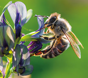 Bee Identification in your area