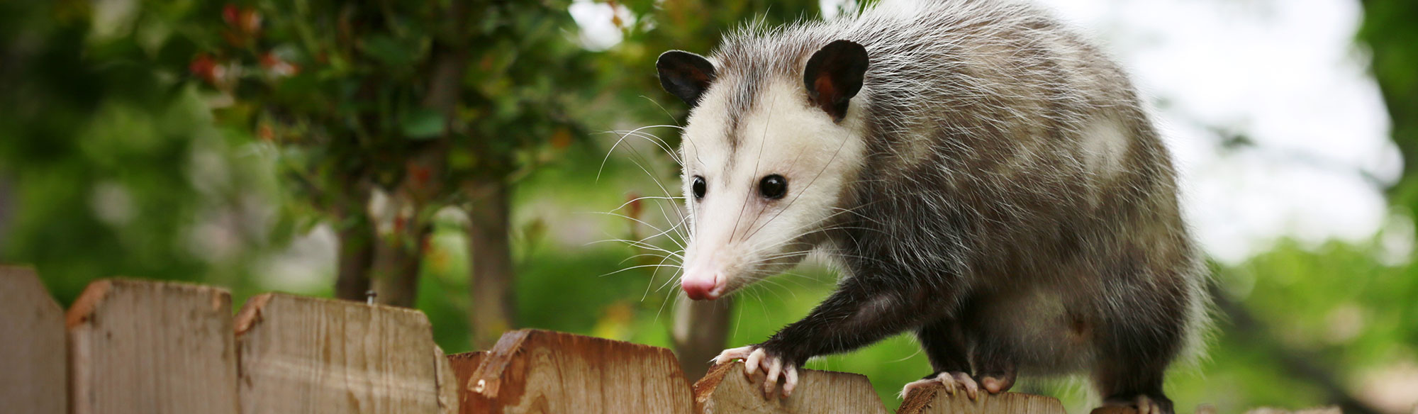 Opossum Trapping and Removal Services in East Tennessee