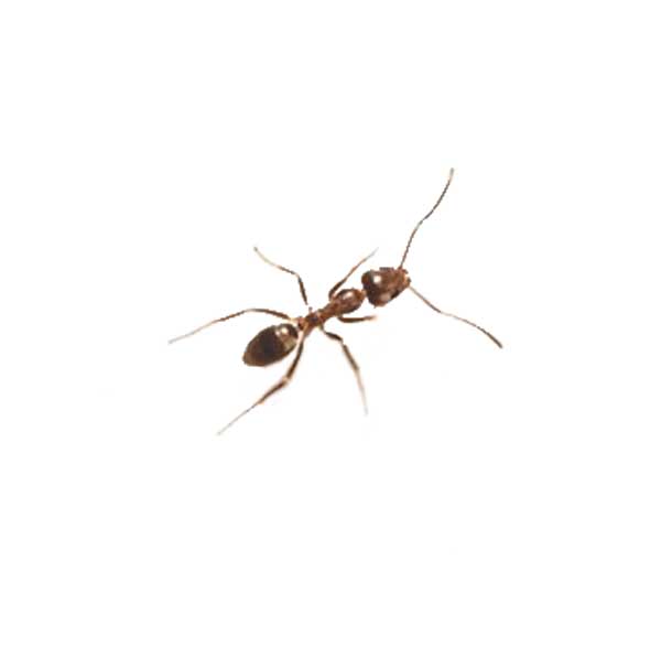 Argentine ant identification in ﻿Covington, LA - Ja-Roy Pest Control