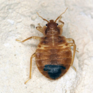 Bed bug identification in ﻿Covington, LA - Ja-Roy Pest Control