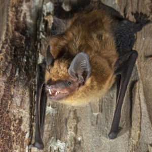 Big brown bat identification in ﻿Covington, LA - Ja-Roy Pest Control