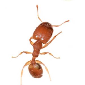Bigheaded ant in Covington LA - Ja-Roy Pest Control