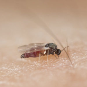 Black fly identification in ﻿Covington, LA - Ja-Roy Pest Control