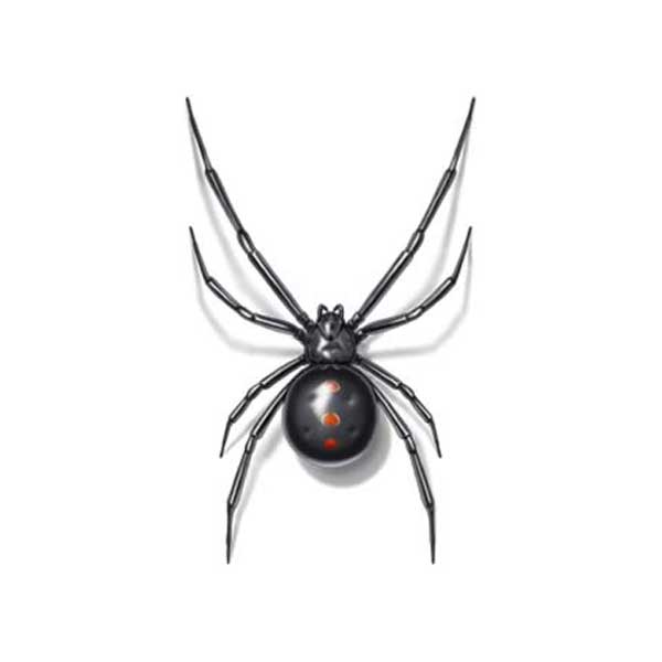 Black widow spider in Covington LA - Ja-Roy Pest Control