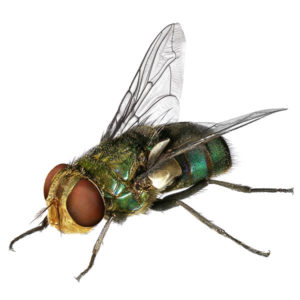 Blow fly identification in ﻿Covington, LA - Ja-Roy Pest Control