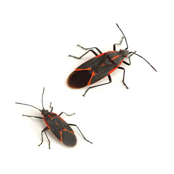 Boxelder bug identification in ﻿Covington, LA - Ja-Roy Pest Control