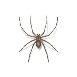 Brown recluse spider identification in ﻿Covington, LA - Ja-Roy Pest Control