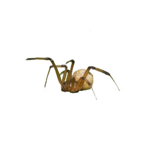 Brown widow spider in Covington LA - Ja-Roy Pest Control