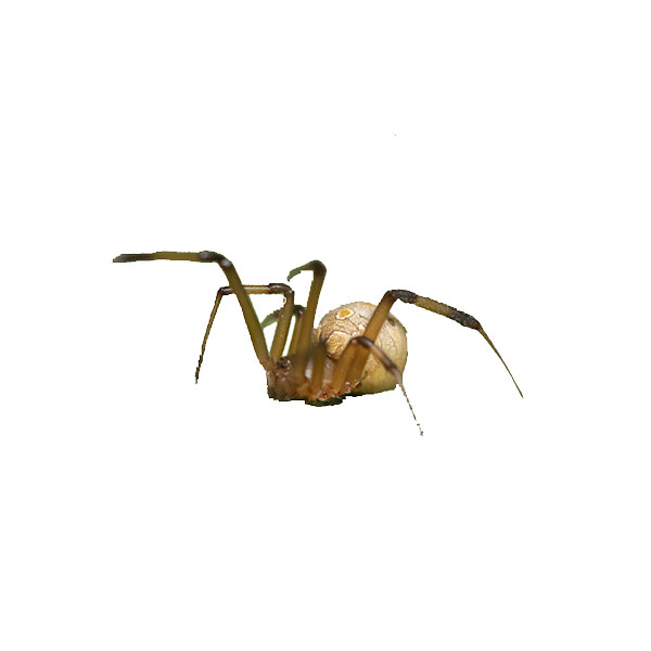 Daddy Long Leg Spider Identification & Behavior