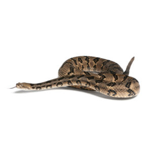 Canebrake rattlesnake