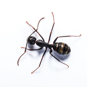 Carpenter ant identification in ﻿Covington, LA - Ja-Roy Pest Control