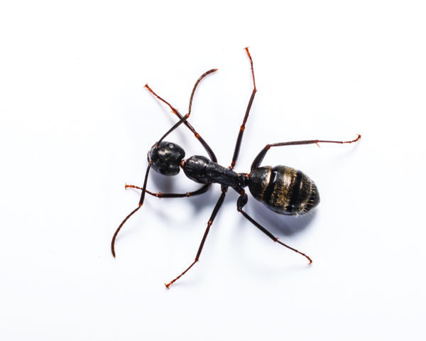 Carpenter ant identification in ﻿Covington, LA - Ja-Roy Pest Control
