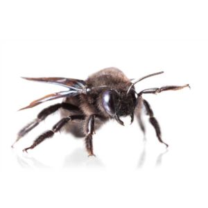 Carpenter bee identification in ﻿Covington, LA - Ja-Roy Pest Control