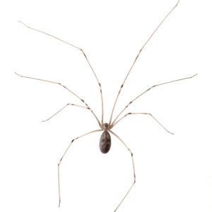 Cellar spider identification in ﻿Covington, LA - Ja-Roy Pest Control