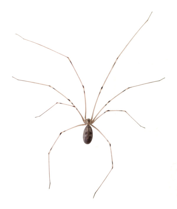 Cellar spider identification in ﻿Covington, LA - Ja-Roy Pest Control