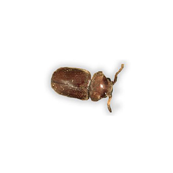 Cigarette beetle identification in ﻿Covington, LA - Ja-Roy Pest Control