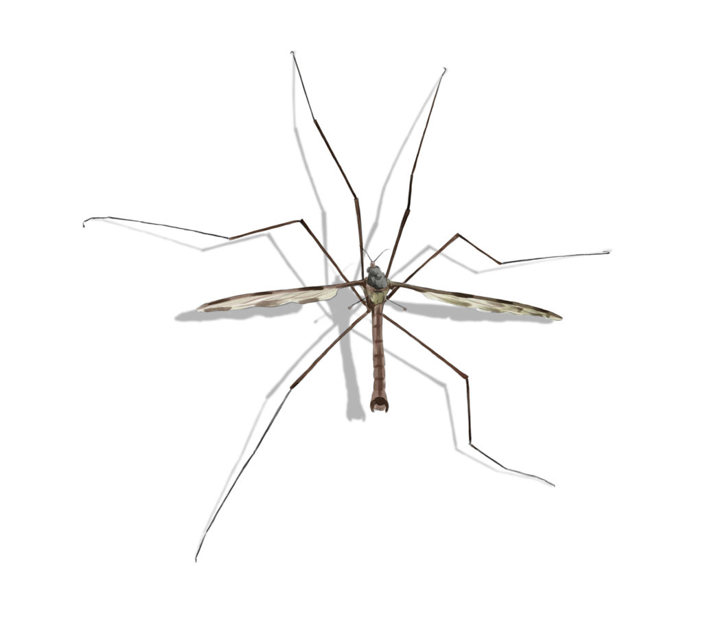 Crane fly identification in ﻿Covington, LA - Ja-Roy Pest Control