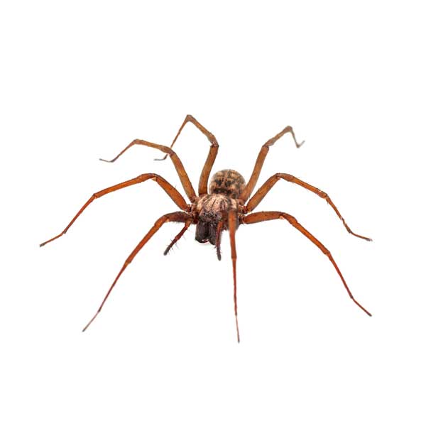House spider identification in ﻿Covington, LA - Ja-Roy Pest Control