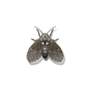Drain fly identification in ﻿Covington, LA - Ja-Roy Pest Control