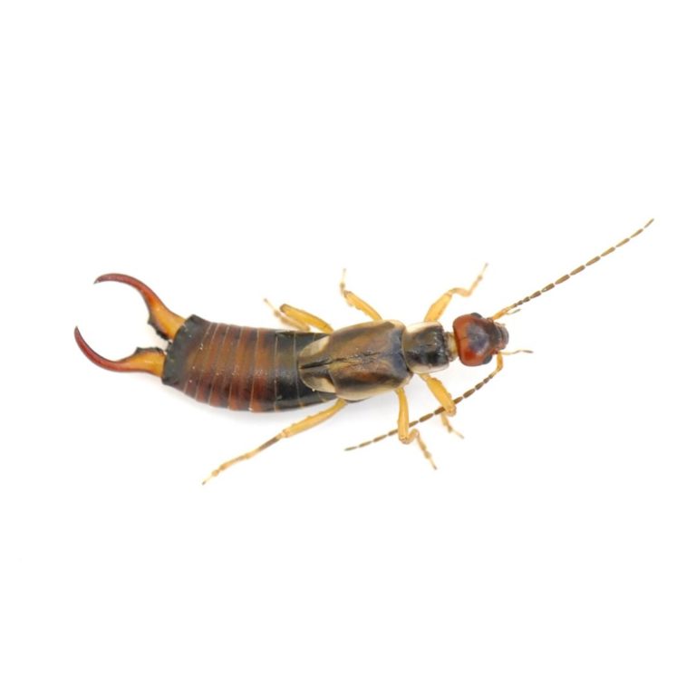 Earwig Identification, Habitat & Behavior | Ja-Roy