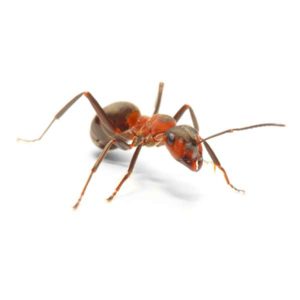 Field ant identification in ﻿Covington, LA - Ja-Roy Pest Control