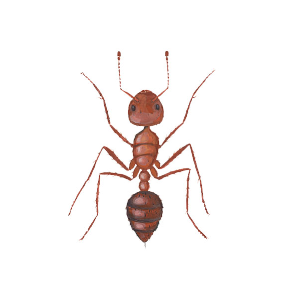 Fire ant identification in ﻿Covington, LA - Ja-Roy Pest Control