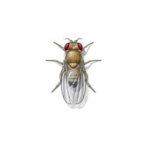 Fruit fly identification in ﻿Covington, LA - Ja-Roy Pest Control