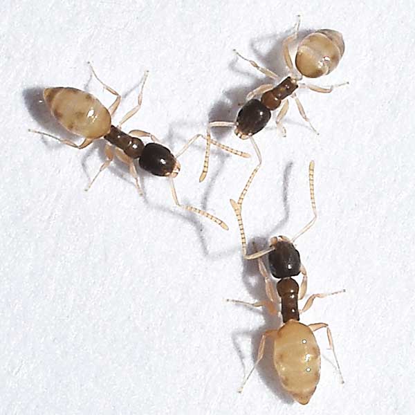 Ghost ant identification in ﻿Covington, LA - Ja-Roy Pest Control