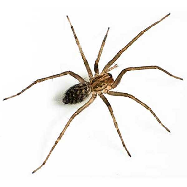 Giant house spider identification in ﻿Covington, LA - Ja-Roy Pest Control