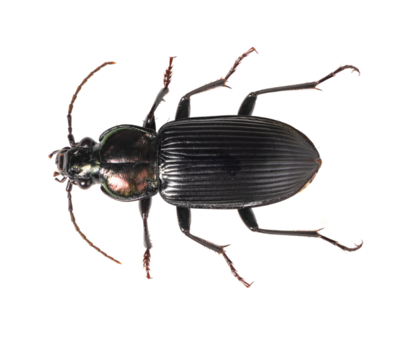 Ground beetle identification in ﻿Covington, LA - Ja-Roy Pest Control