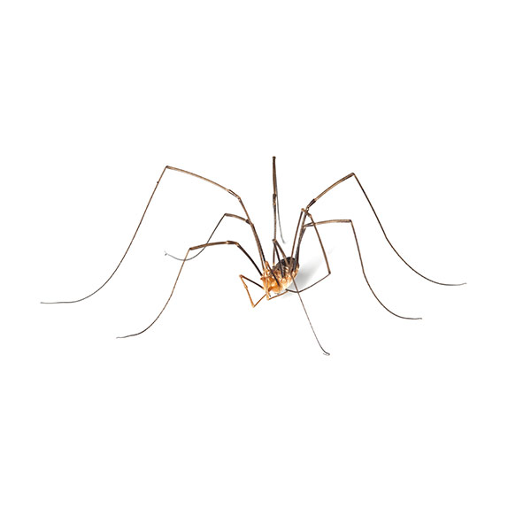 Daddy longleg spider identification in ﻿Covington, LA - Ja-Roy Pest Control