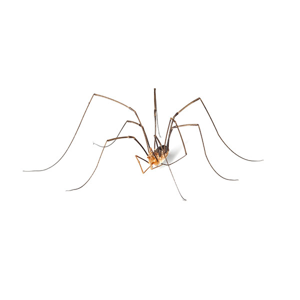 Daddy Longlegs: Spiders & Other Critters