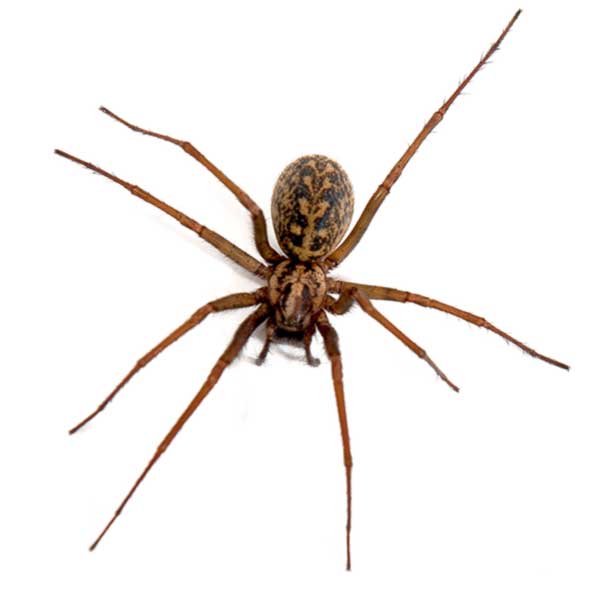 Hobo spider identification in ﻿Covington, LA - Ja-Roy Pest Control