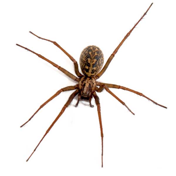 Wolf Spider Identification, Habits & Behavior