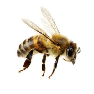 Honey bee identification in ﻿Covington, LA - Ja-Roy Pest Control