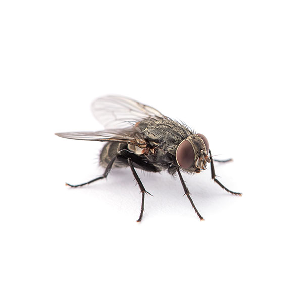 House fly identification in ﻿Covington, LA - Ja-Roy Pest Control